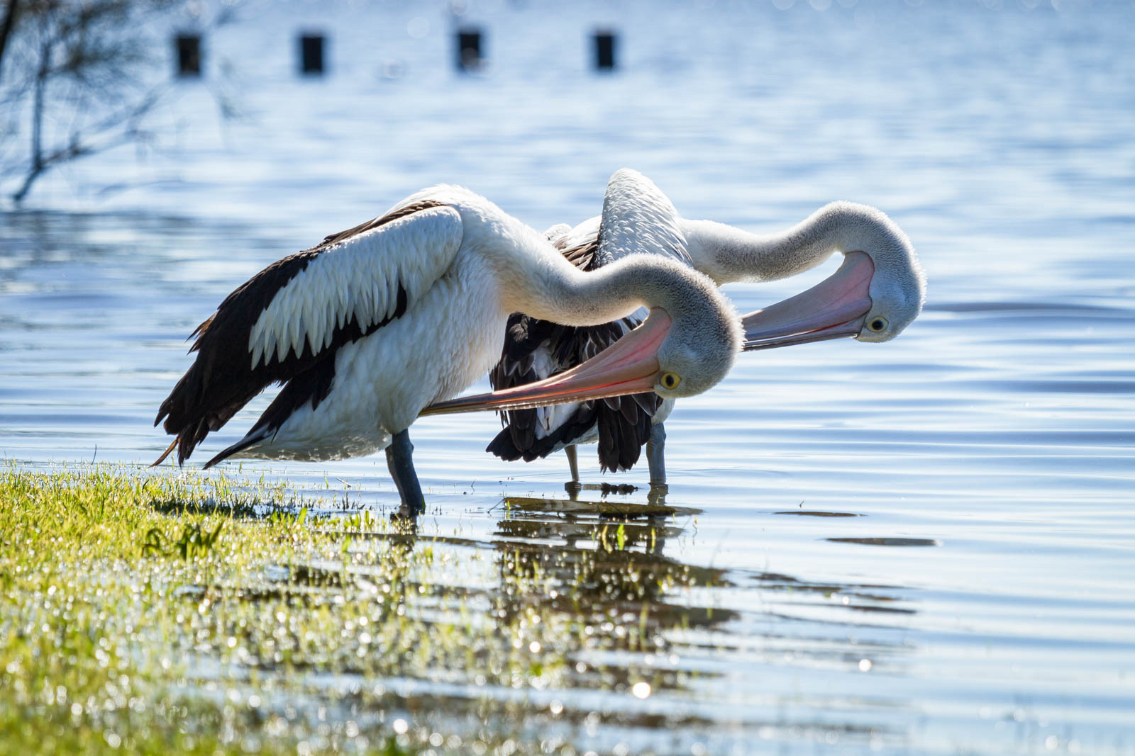 Two pelicans preening at the grassy edge of Budgewoi Lake